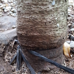 Photo of Allen's Tree Service