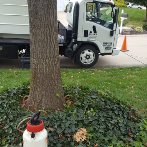 Photo of Allen's Tree Service