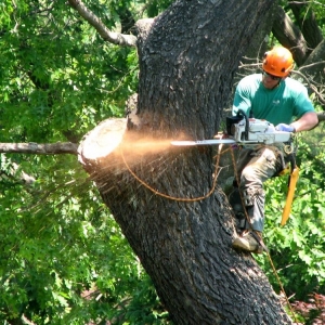 Photo of Nassau Suffolk Tree Service