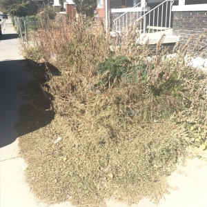 Photo of Electric Lamb Zero Emission Lawn Care