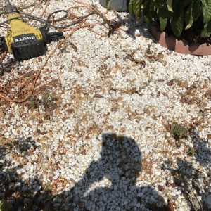 Photo of Carvalho Hauling Landscaping
