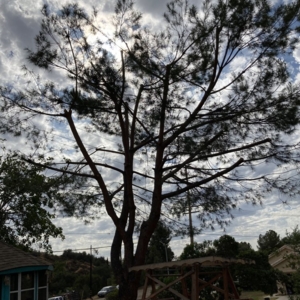Photo of Gami Escobar Landscaping