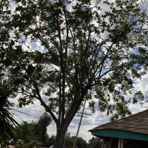 Photo of Gami Escobar Landscaping