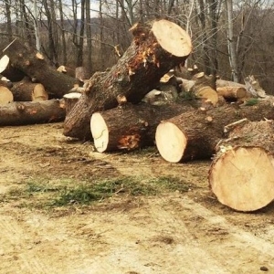 Photo of Tomlinson Land Clearing, Site Work and Demolition