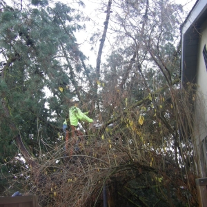 Photo of Chandler's Complete Tree Care