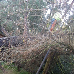 Photo of Chandler's Complete Tree Care
