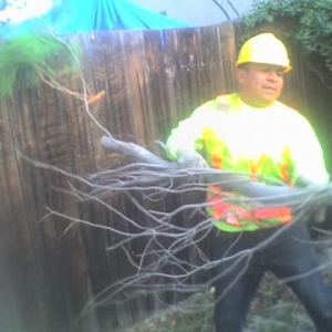 Photo of Chandler's Complete Tree Care