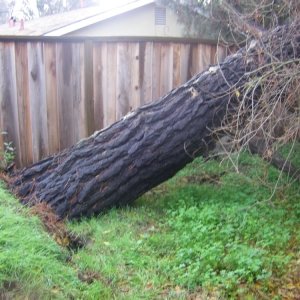 Photo of Chandler's Complete Tree Care