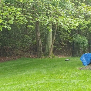 Photo of Pro-Lawn-Plus Inc