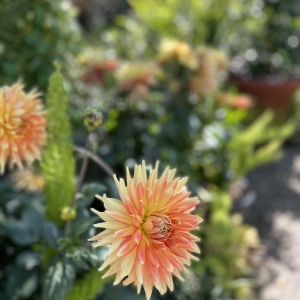 Photo of Sunflower Farms
