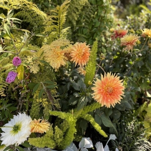 Photo of Sunflower Farms