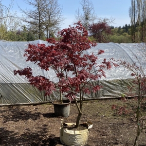 Monroe Woods Creek Nursery