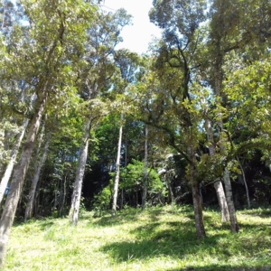 Photo of Ipoh Properties