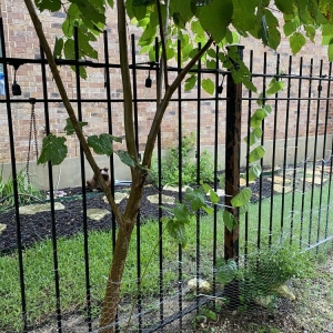 San Antonio Crew Cut Lawn and Landscape