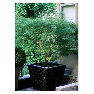Photo of New York Plantings