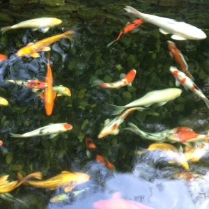Photo of LA Aquatic Services