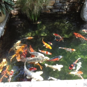 Photo of LA Aquatic Services