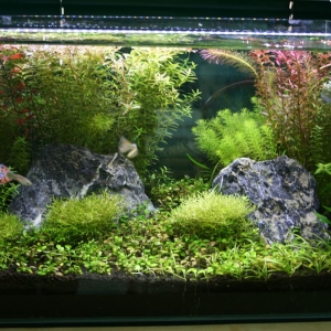 Photo of LA Aquatic Services