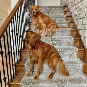 Photo of Rouzati Rugs - Wilmette