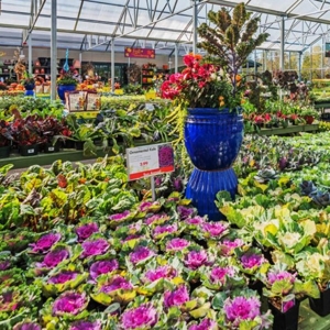 Photo of Pike Nurseries