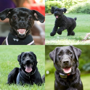 Photo of DogWatch of Greater KC