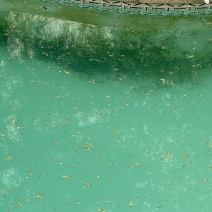 Photo of Catalina Pools AZ