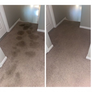 Photo of My Home Carpet Cleaners