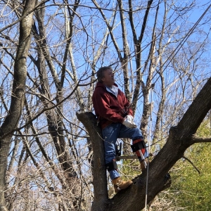 Photo of Bob's Tree Service