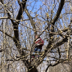 Photo of Bob's Tree Service