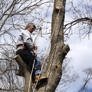 Photo of Bob's Tree Service