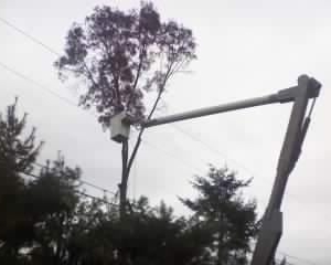 Photo of Bob's Tree Service