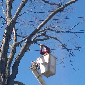 Photo of Bob's Tree Service