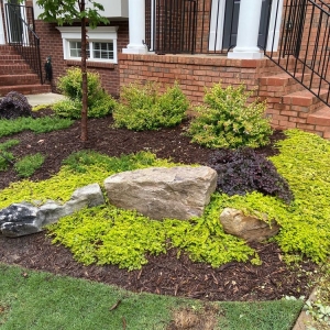 Norcross Atlanta Turf & Tree