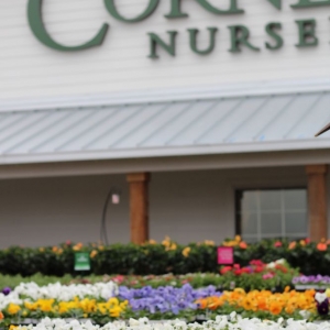 Photo of Cornelius Nursery