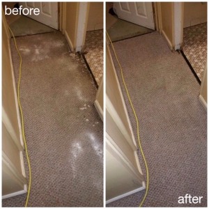 Photo of USA Green Clean