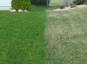 Photo of Lawn Guy Inc