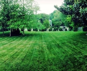 Photo of Clean Cut Yard Service