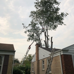 Photo of Century Lawn Care Co