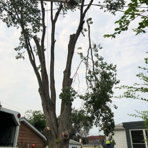 Photo of Century Lawn Care Co