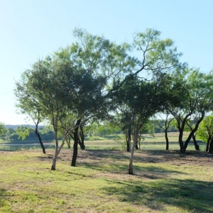 Photo of Texas Land Stewards