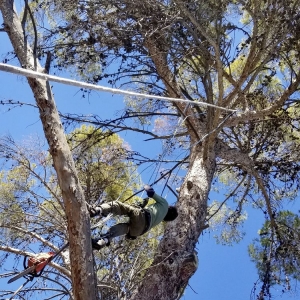 Photo of Urgent Care Tree & Lawn