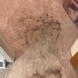 Photo of Bee Clean Services
