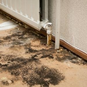 Photo of Revive Water Damage Restoration of Miami