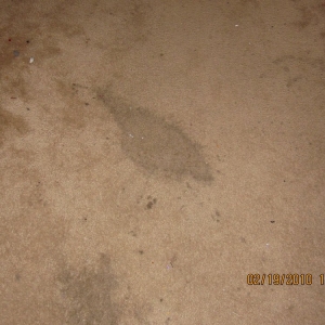 Photo of All Action Water Extraction and Carpet Cleaning