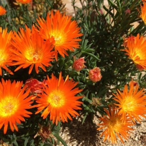 Photo of Desert Coast Designs