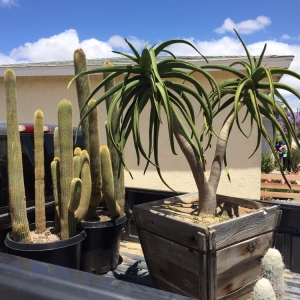 Photo of Desert Coast Designs