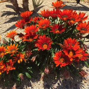 Photo of Desert Coast Designs