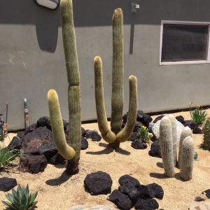 Photo of Desert Coast Designs