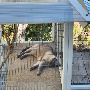 Photo of Catio Spaces