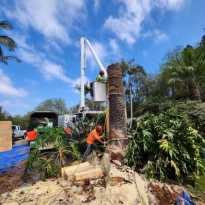 Photo of ArborCare Tree Care